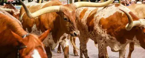 8 Fun Things To Do At The Fort Worth Stockyards  Fort worth stockyards, Fort  worth downtown, Fort worth texas